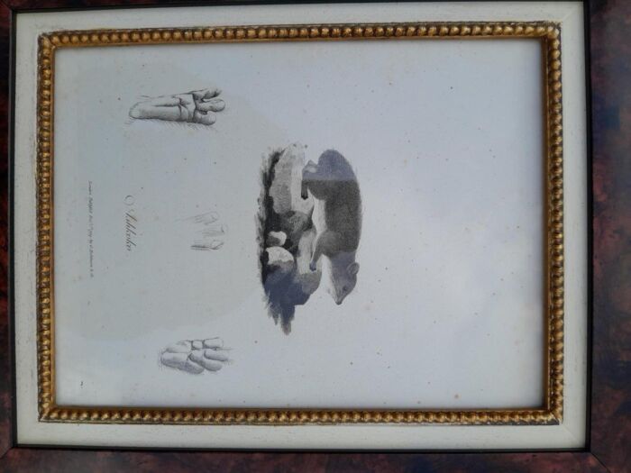 A 19th  Century  English Set of Three Decorative Engravings  Signed and Dated - Image 6